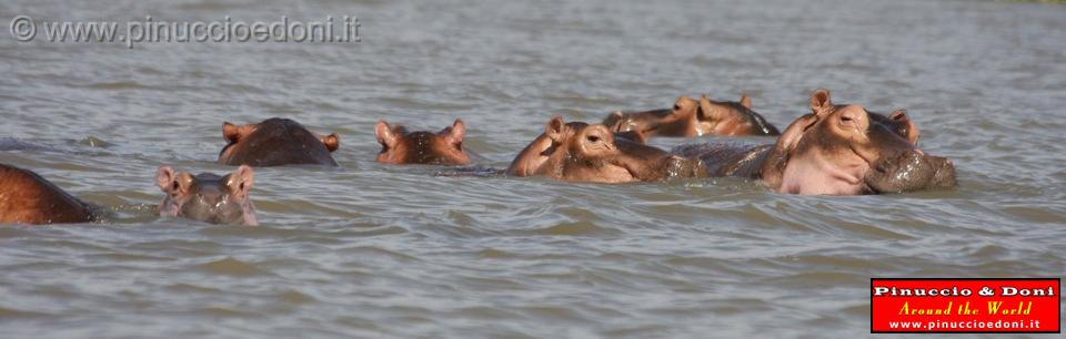 Ethiopia - Lago Chamo - Ippopotami - Hippos - 08.jpg